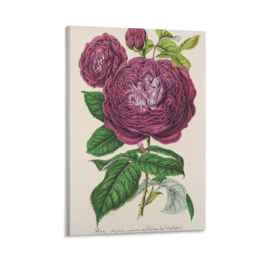 #FN23005 Rose Violet Queen – Charles Antoine Lemaire